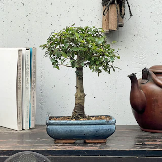 Bonsai Zelkova