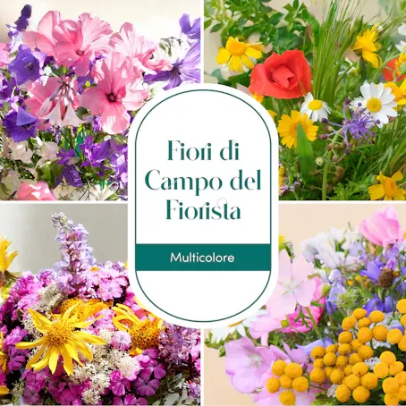 Sorpresa di Stagione - Toni Multicolore