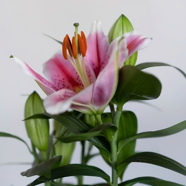 Lilium rosa