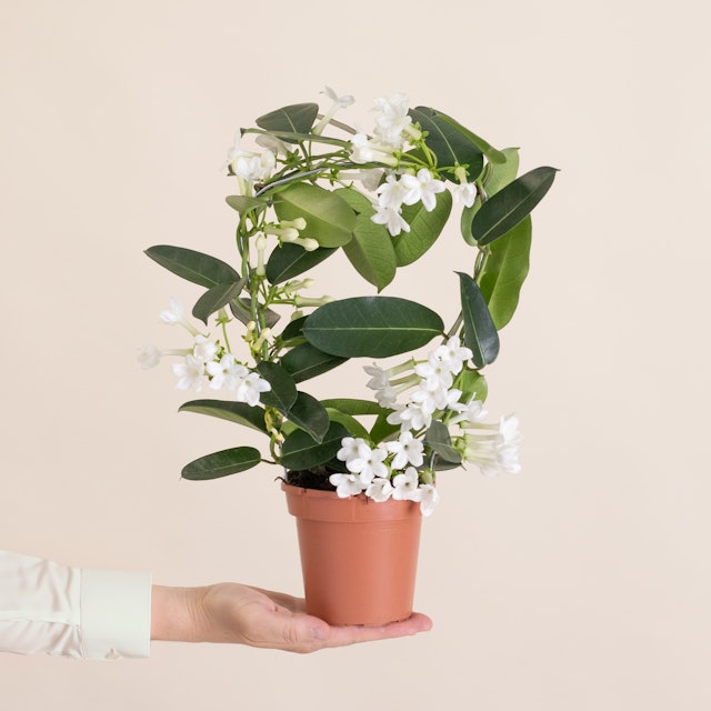 Stephanotis floribunda