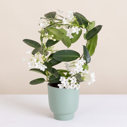 Stephanotis floribunda