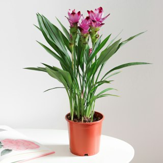 Curcuma