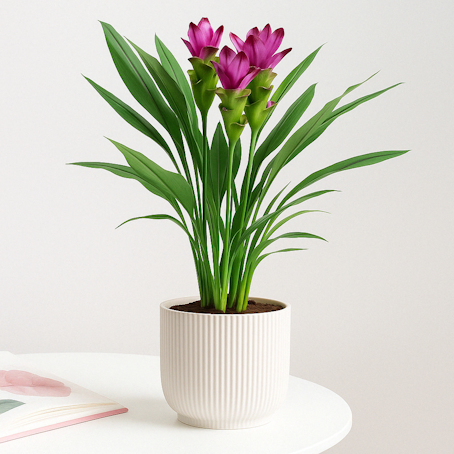 Curcuma