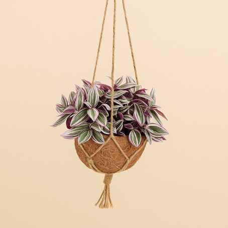 KokoDama Tradescanzia