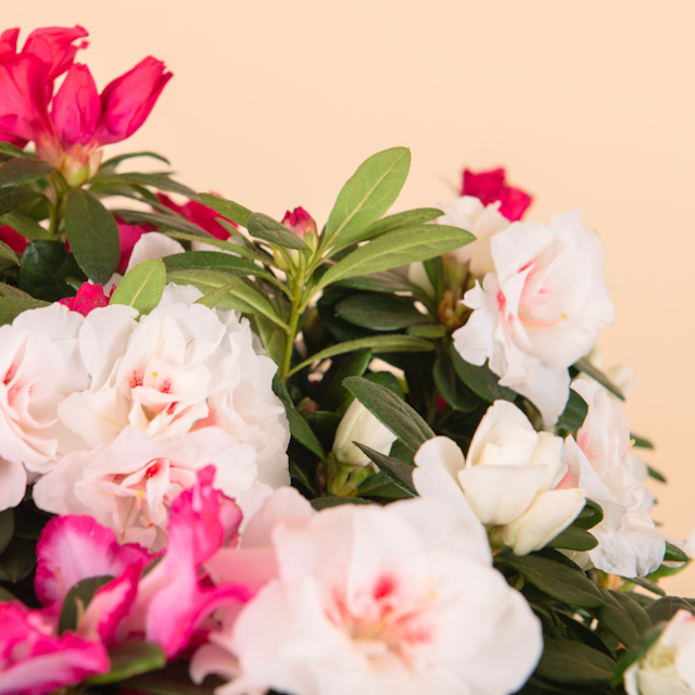 Cesto di Azalee miste