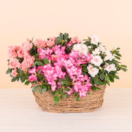 Cesto di Azalee miste