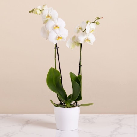 Orchidea del Ricordo - Vaso Incluso