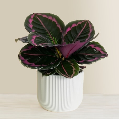 Calathea Roseopicta - Surprise Star