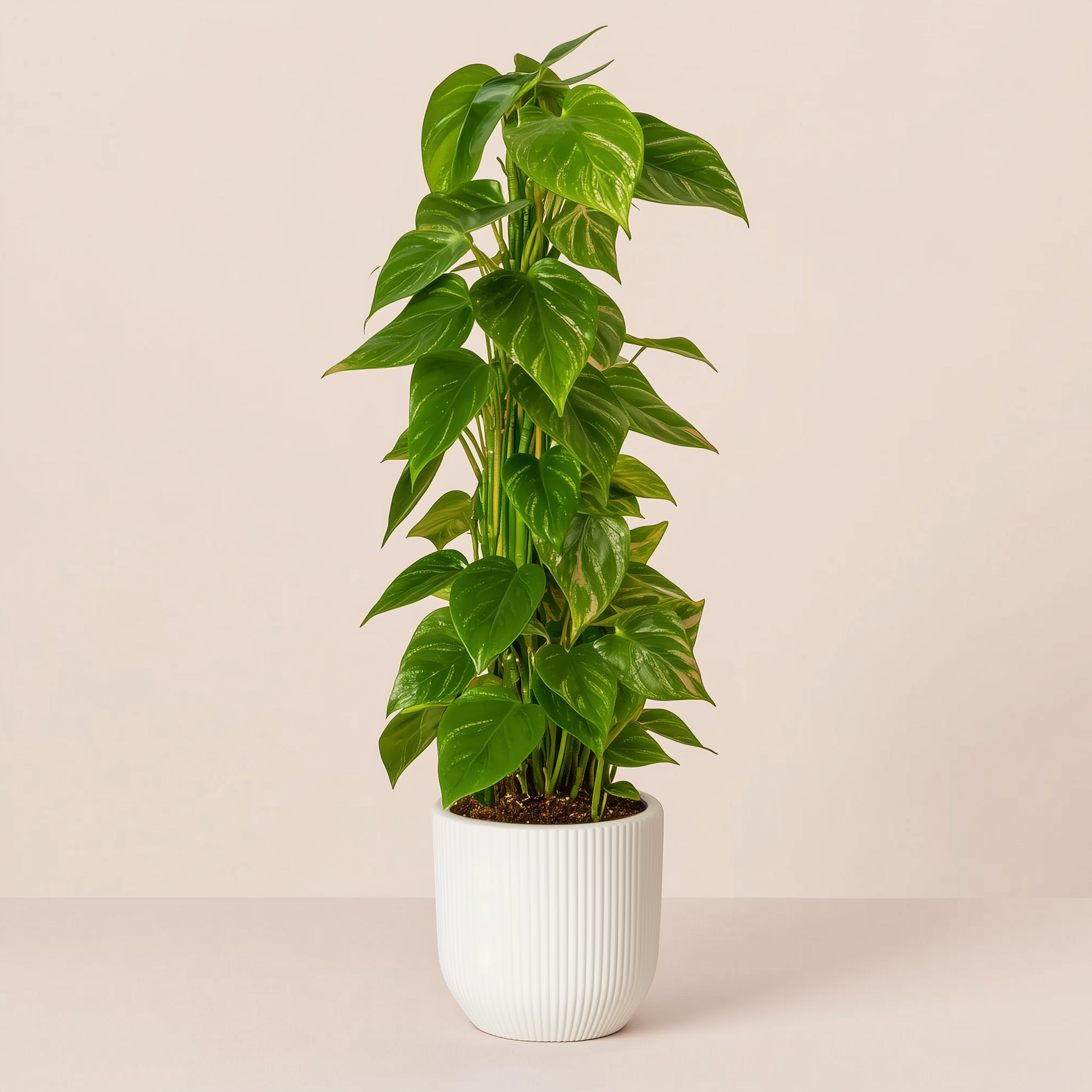 Pothos con bastone muschiato