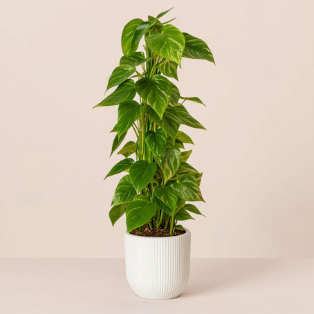 Pothos con bastone muschiato