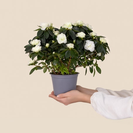 Pianta di Azalea bianca