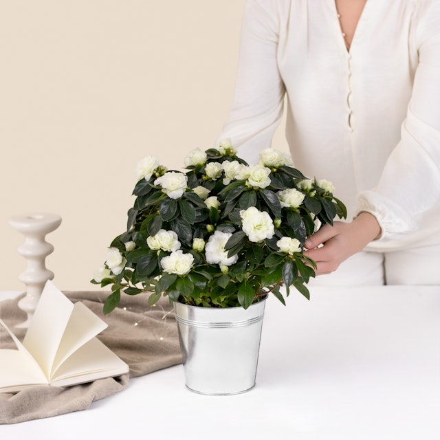 Pianta di Azalea bianca