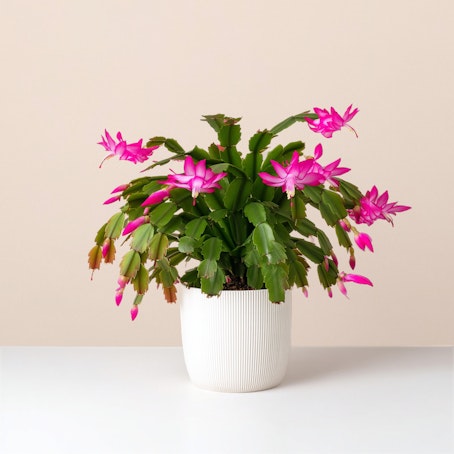 Natalina - Schlumbergera