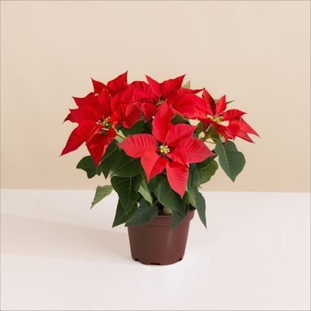 Stella di Natale Rossa Media