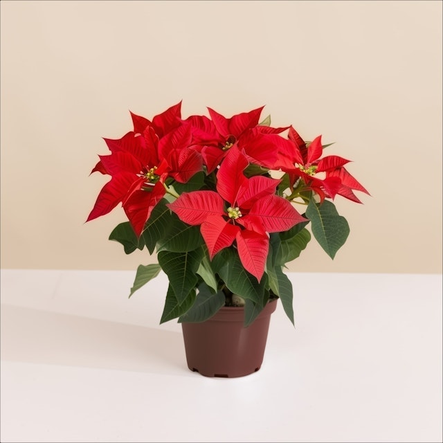 Stella di Natale Rossa Media