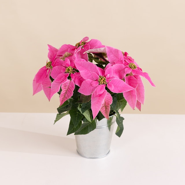 Stella di Natale Rosa
