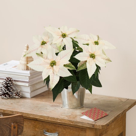 Stella di Natale Bianca