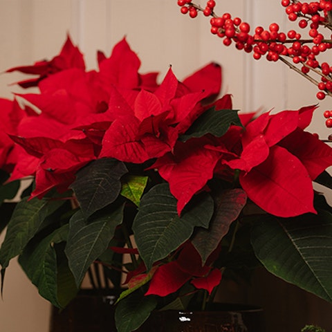 Centrotavola natalizio con stelle di Natale