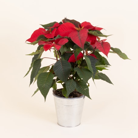 Stella di Natale Rossa Media