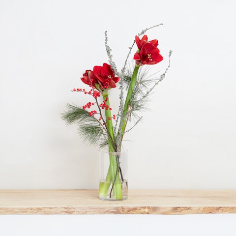 Un po' di storia sull'amaryllis