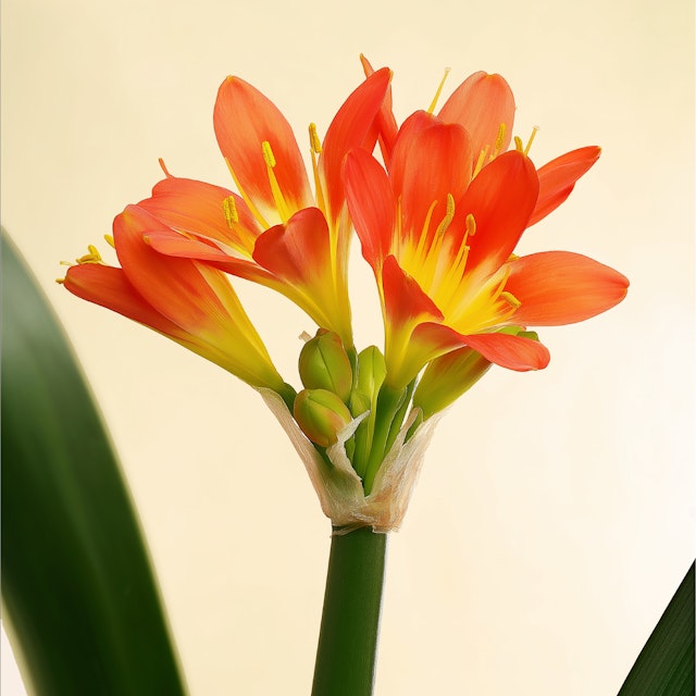 Clivia Miniata