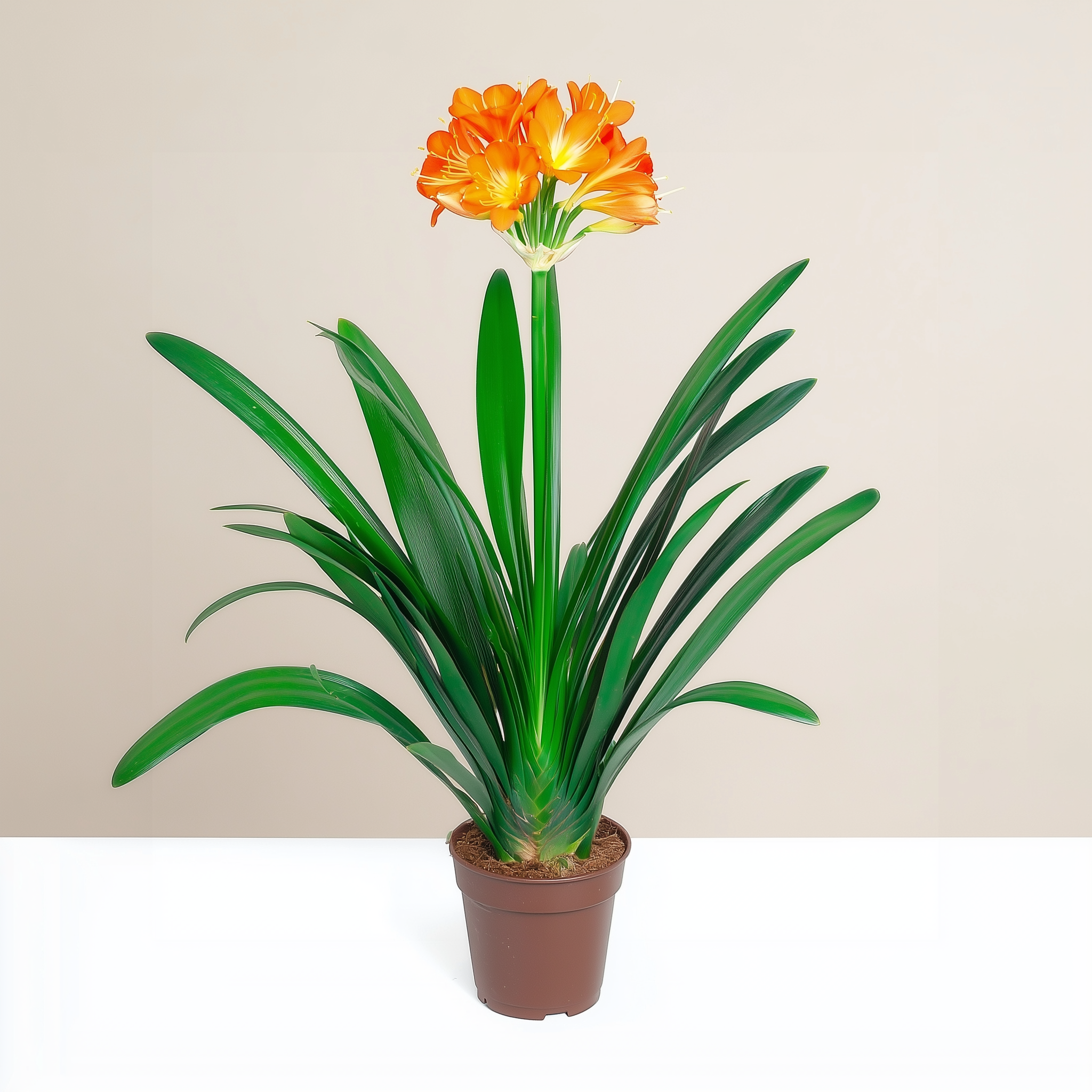 Clivia Miniata