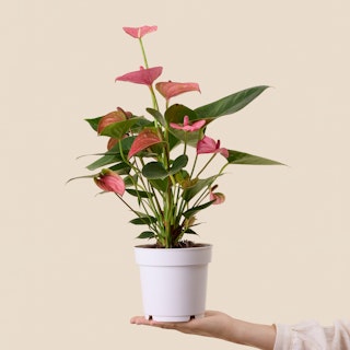 Anthurium Rosso