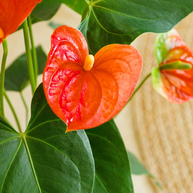 Anthurium Rosso