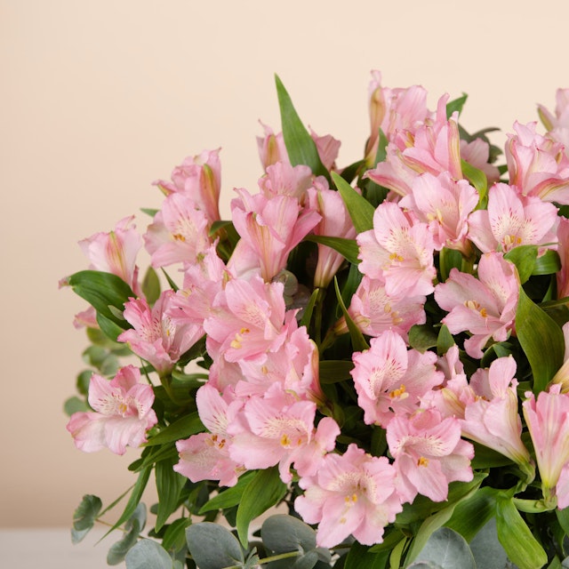 Alstroemeria rosa