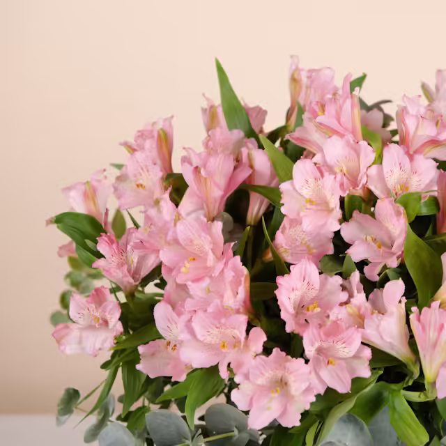 Alstroemeria rosa