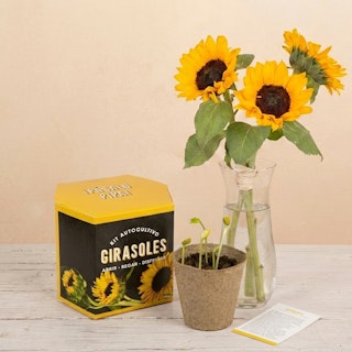 Girasoli fatti in casa