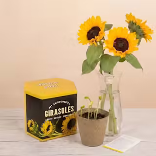 Girasoli fatti in casa