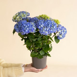 Ortensia blu