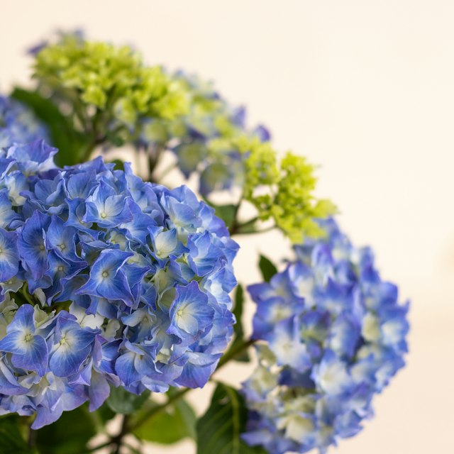 Ortensia blu