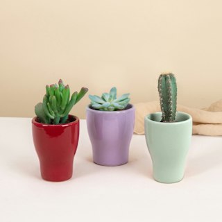 Trio di piante grasse