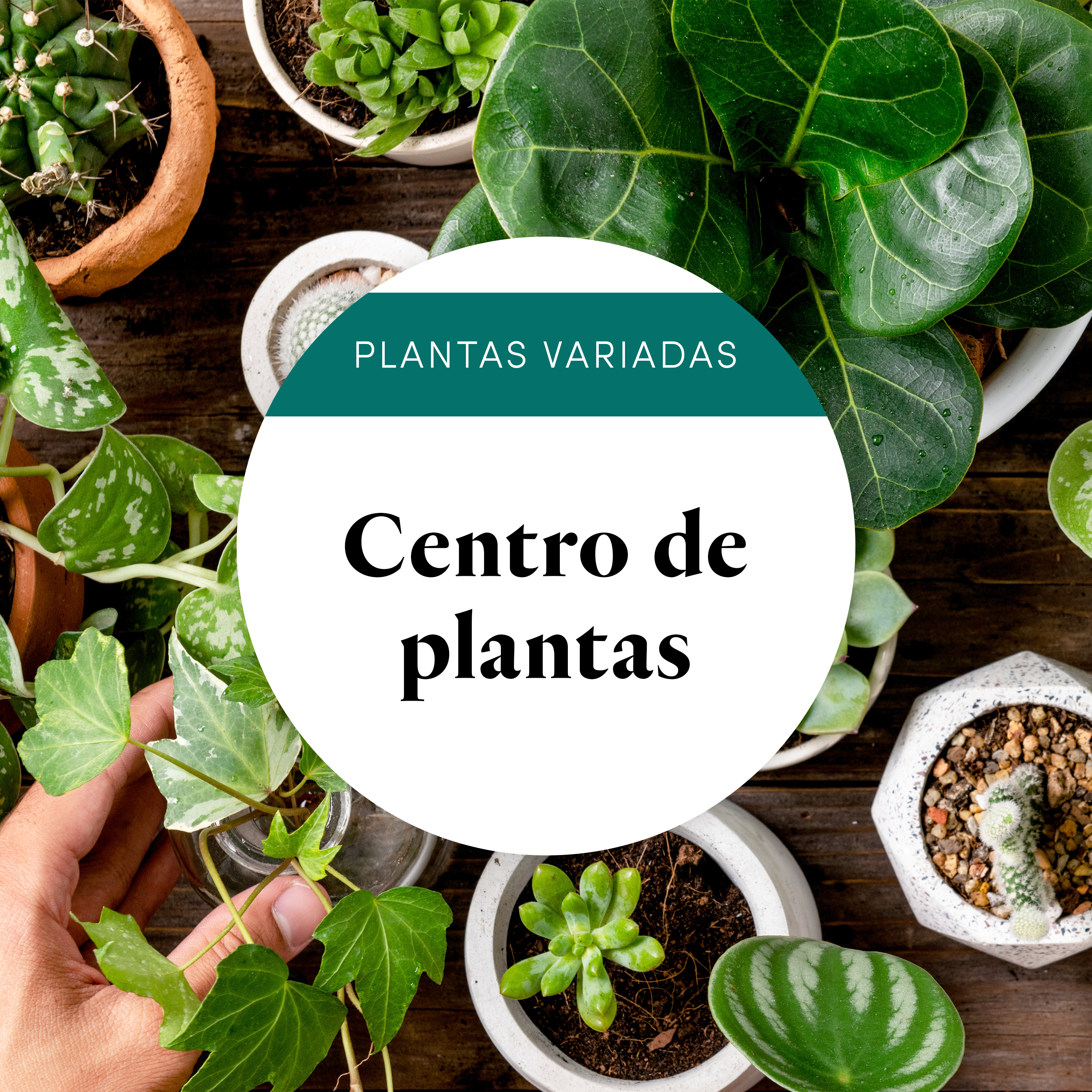 Planta do florista
