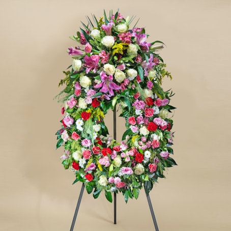 Aureola Premium Multicolore