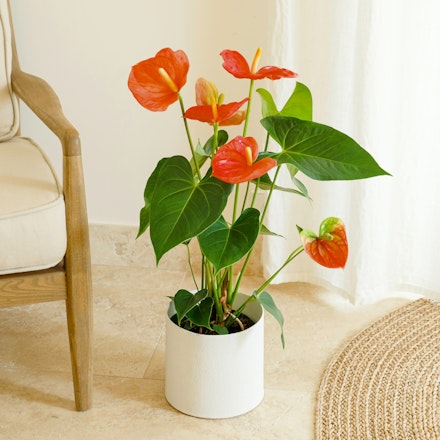 Anthurium Rosso