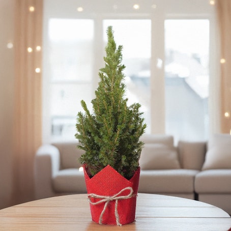 Alberello di Natale