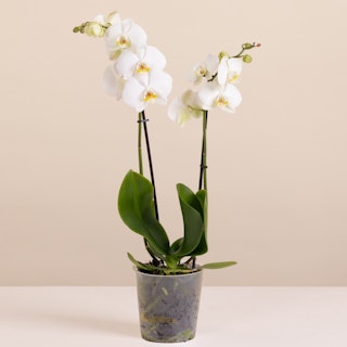 Orchidea Bianca