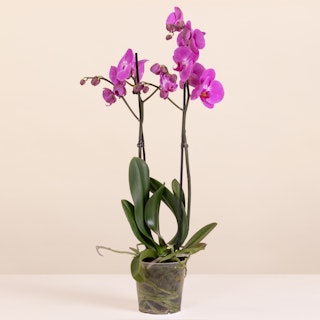 Orchidea Rosa